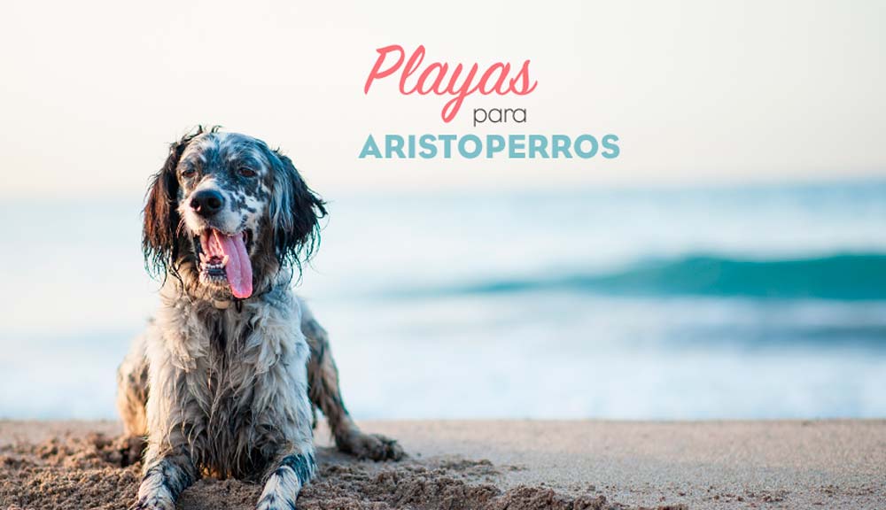 Playas para perros 2019: Asturias