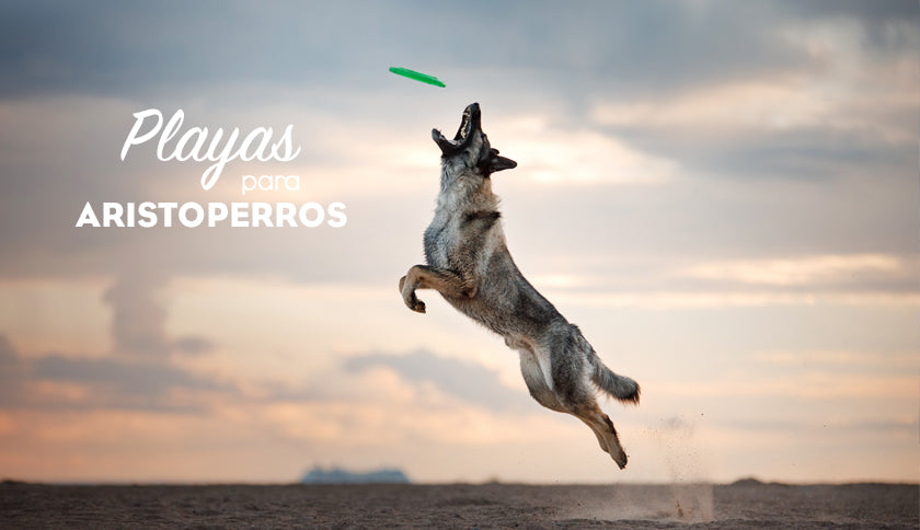 Playas para perros 2019: IBIZA