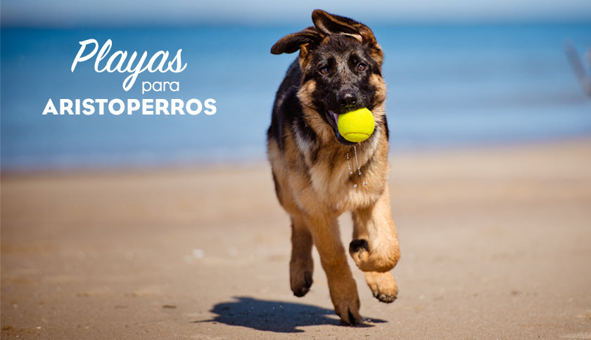 Playas para perros 2019: TARRAGONA