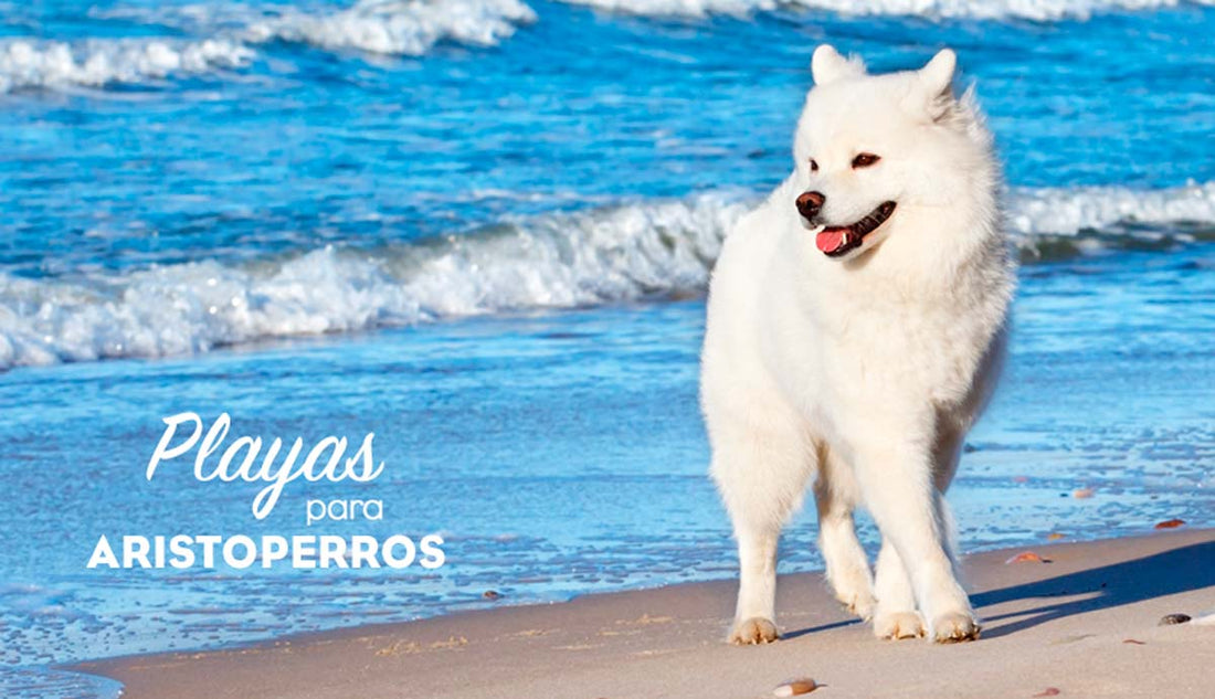 Playas para perros 2019: MALLORCA