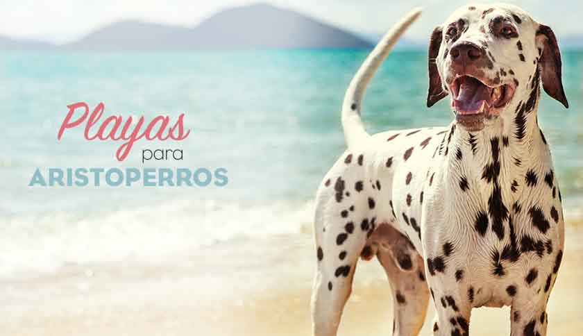 playas dog friendly 2019 España