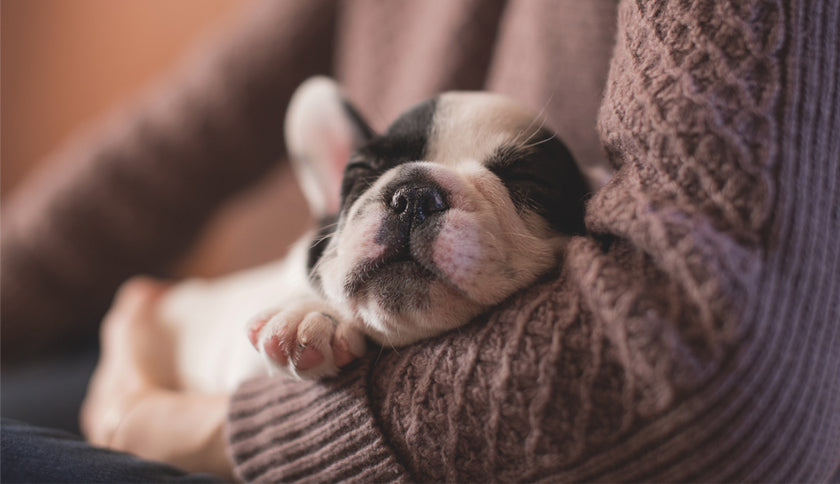 Prohibida la venta de cachorros menores de 8 semanas