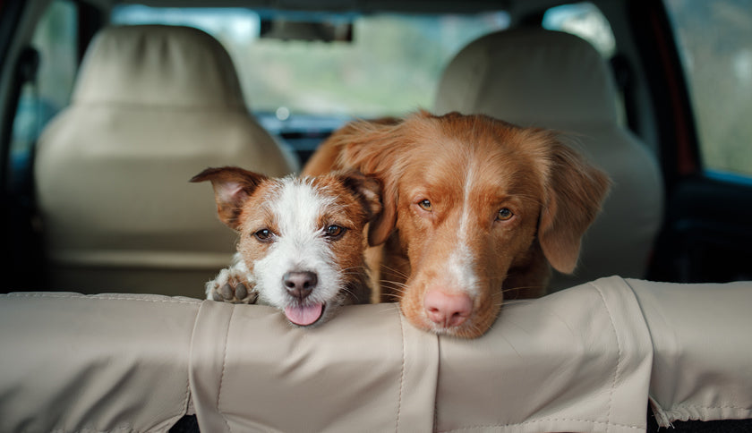 Cómo llevar a tu perro en el coche
