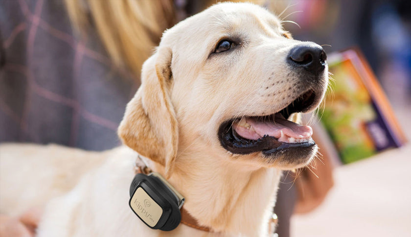 V-PET: Mascota conectada, dueño tranquilo.