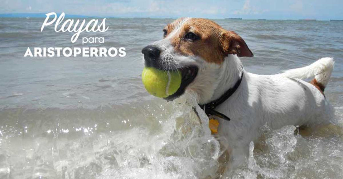 Playas para perros 2019: BARCELONA