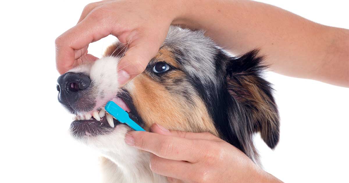 cuidar la salud dental de tu perro
