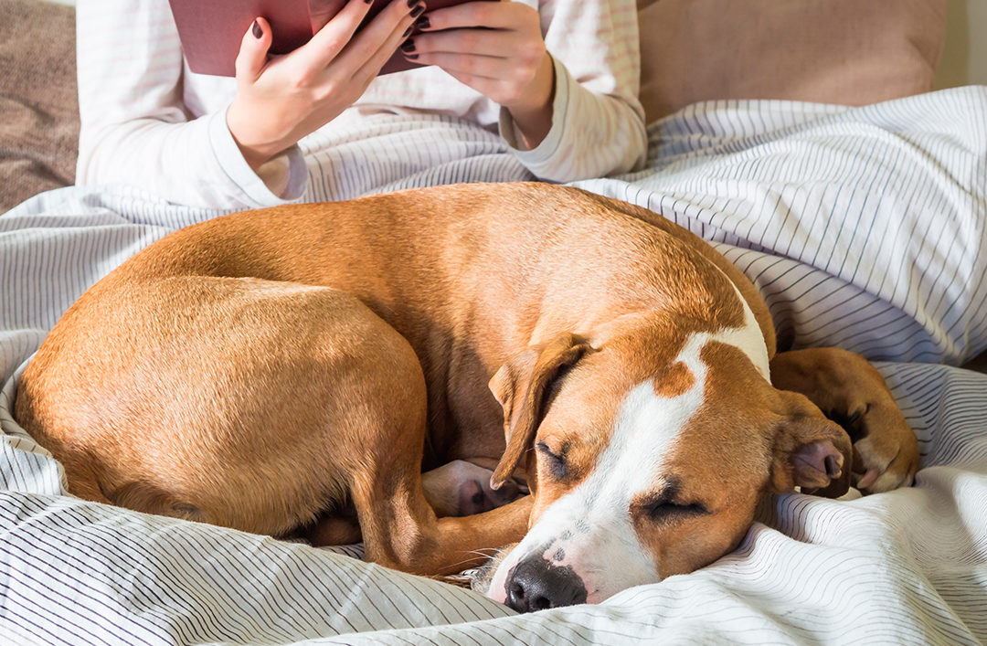 Los mejores libros para conocer y relacionarnos con nuestras mascotas