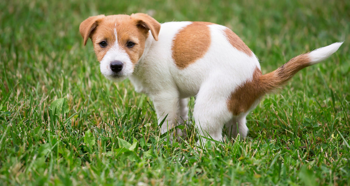 Diarrea de verano en perros: dietas recomendadas