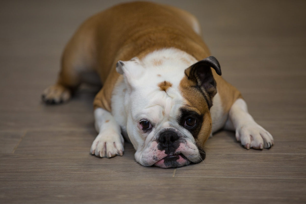 Mi mascota tiene depresión postvacacional: ¿qué hago?