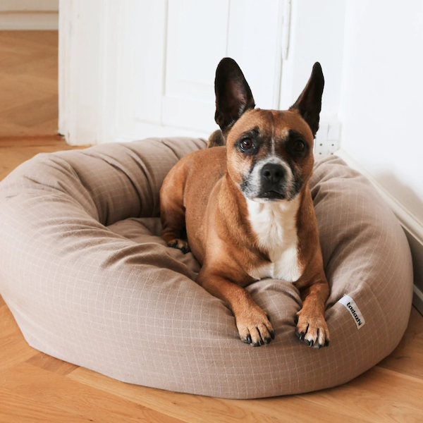 Ideas para Mantener a tu Perro Activo en Casa este Invierno