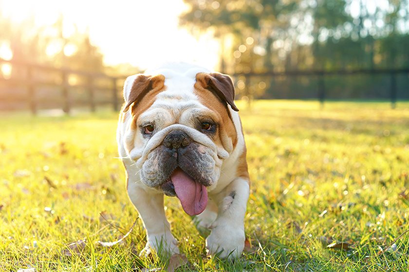El ejercicio para perros con sobrepeso