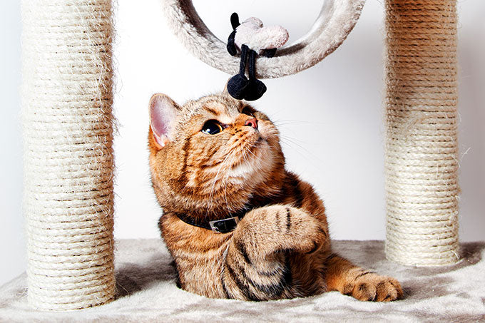 Rascadores para gatos: cómo elegir el mejor