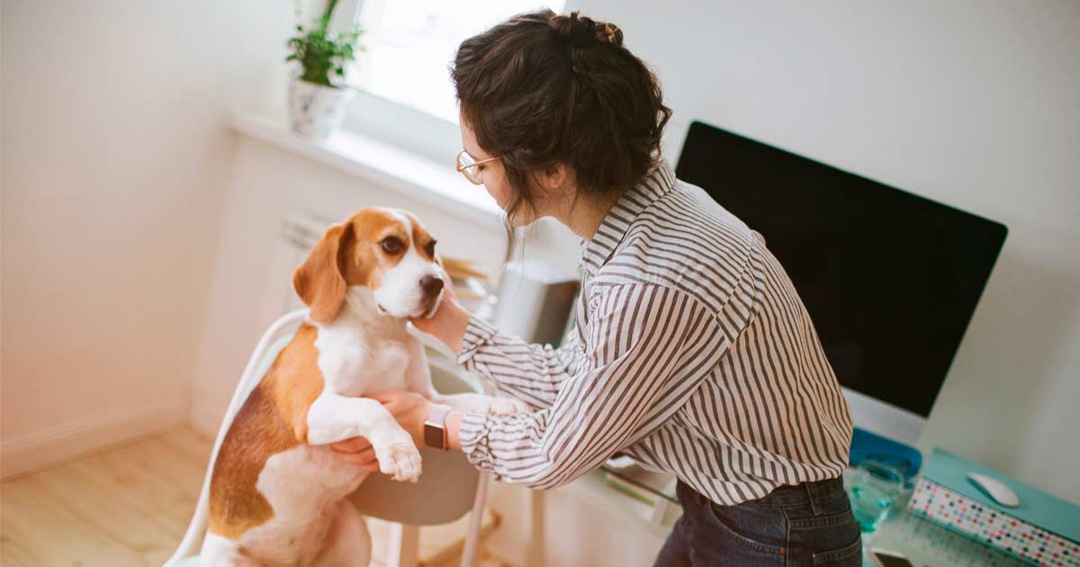 Empresas dog friendly en EE.UU. (II)