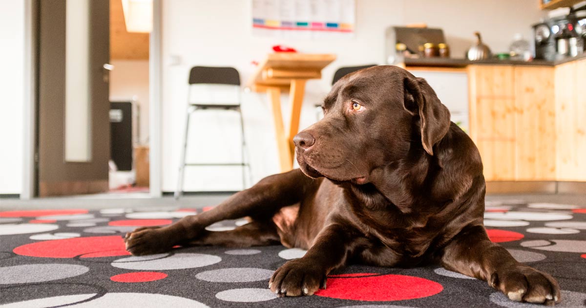 4 Empresas Pet friendly en EE.UU.