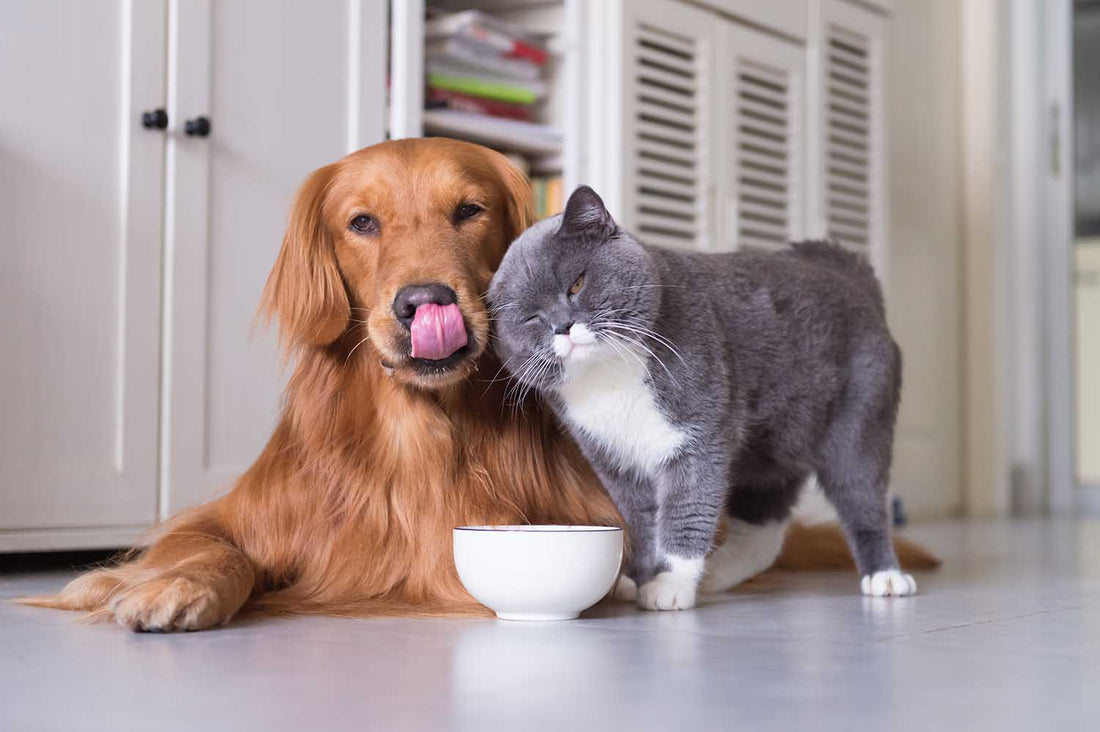 Aprende cómo mejorar la convivencia entre tus ARISTOPETS