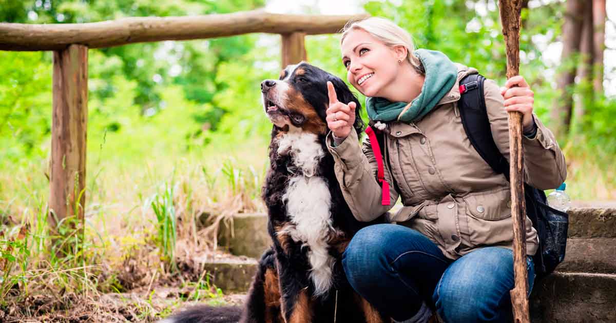 Credenciales caninas para el Camino de Santiago