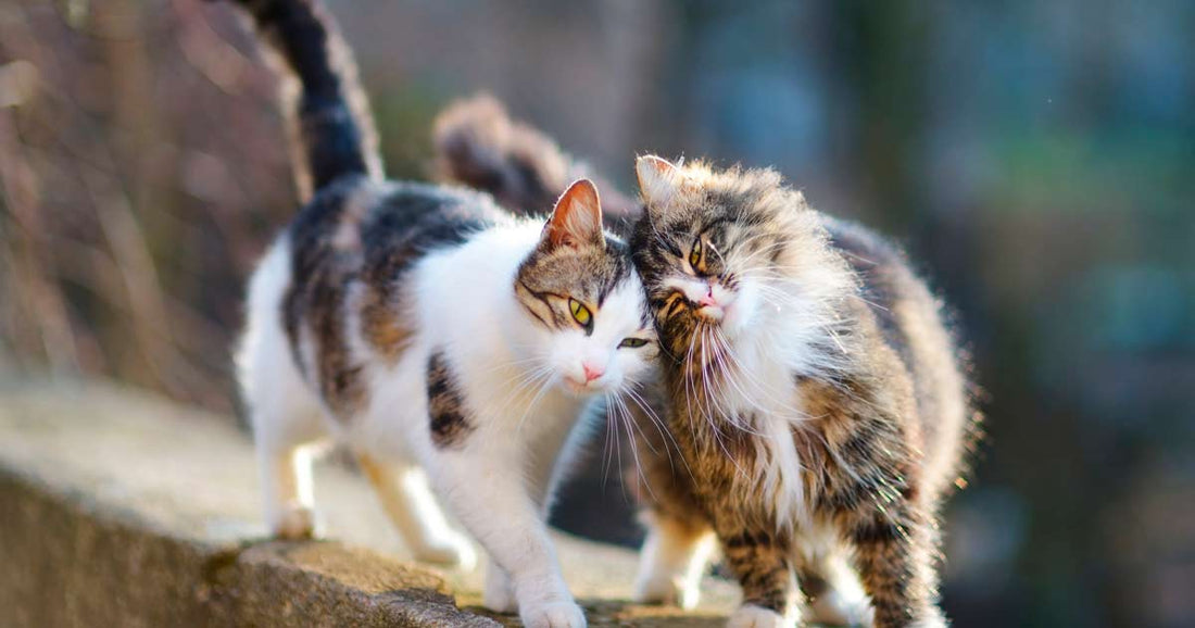 CatDonalds y CatHotels para ARISTOGATOS