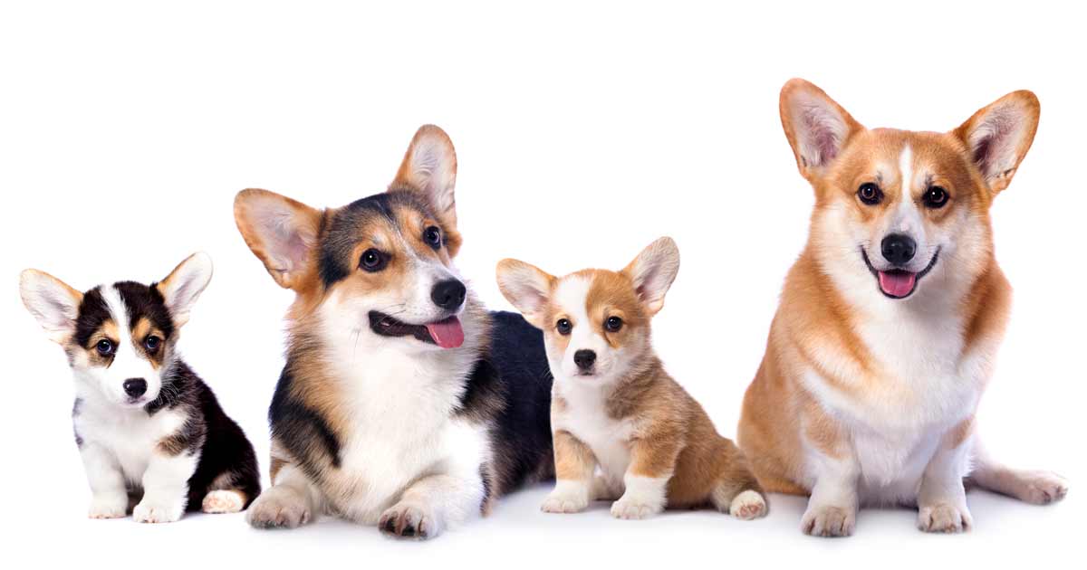 Conociendo mejor a los corgis