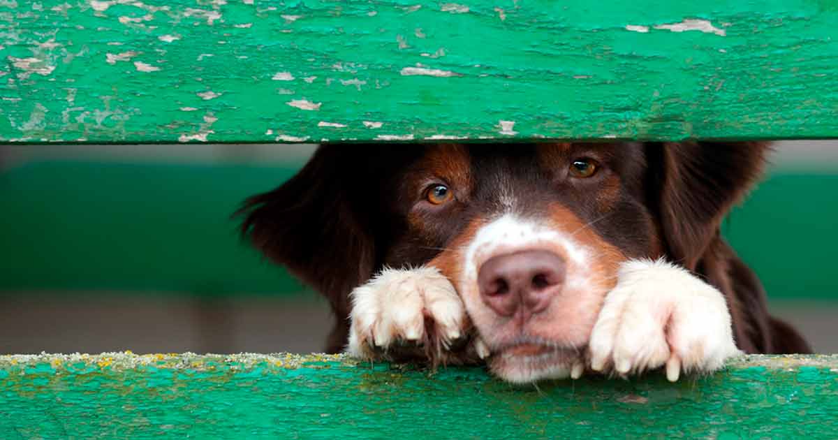 La Fundación Gossos cuidará de los perros abandonados