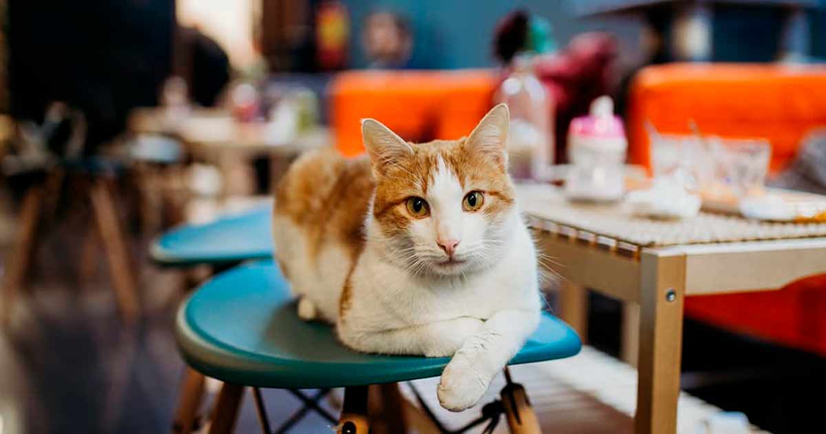 Neko cafés, bares de ARISTOGATOS