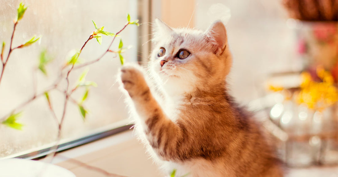 ¿Cómo saber si tu gato es zurdo o diestro?