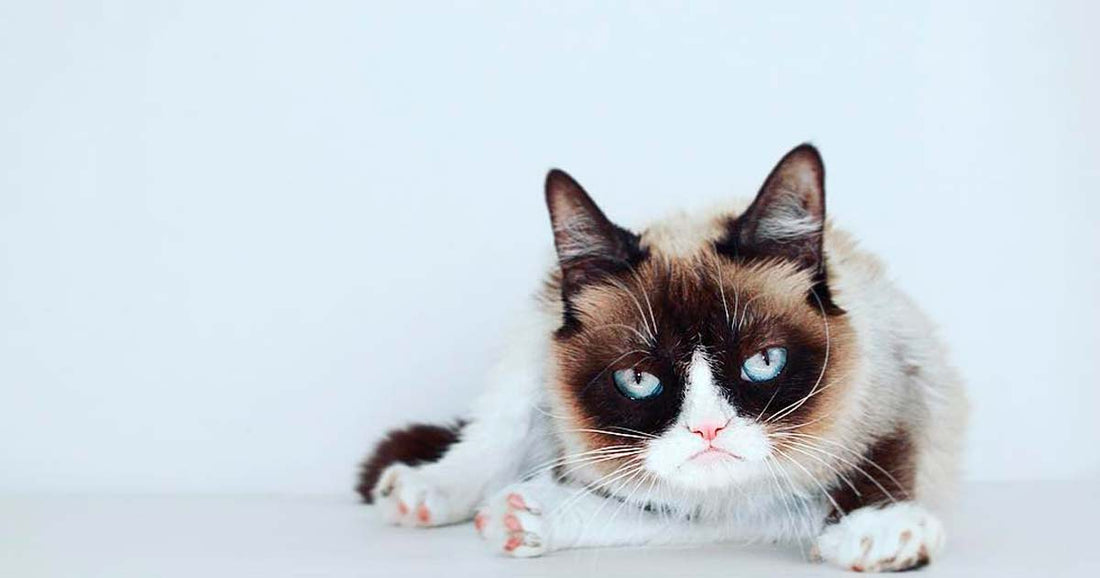 Grumpy Cat gana el juicio por sus derechos de imagen