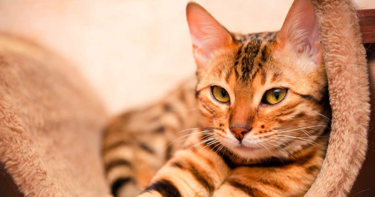 ¿Por qué a los gatos les cuesta tanto obedecer órdenes?