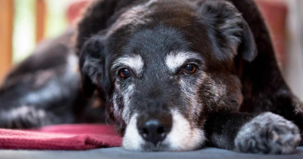 Encontrar un nuevo hogar: misión imposible para muchos perros abandonados