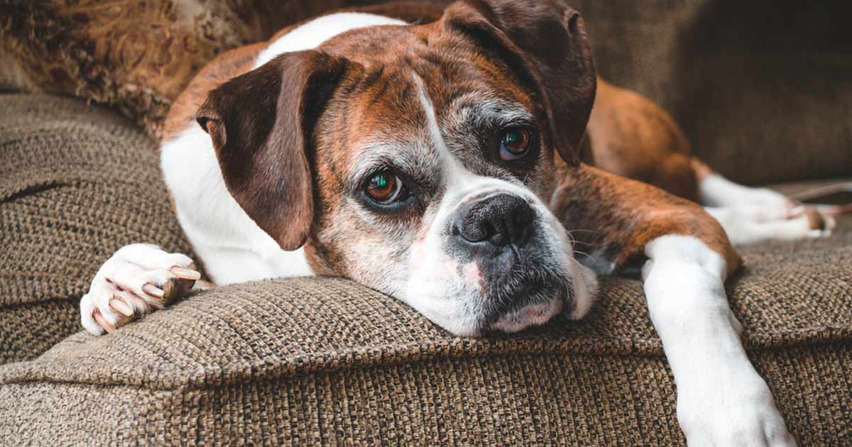 Juegos interactivos para perros mayores