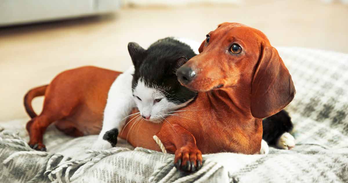 Entre perros y gatos nuevo programa de TV
