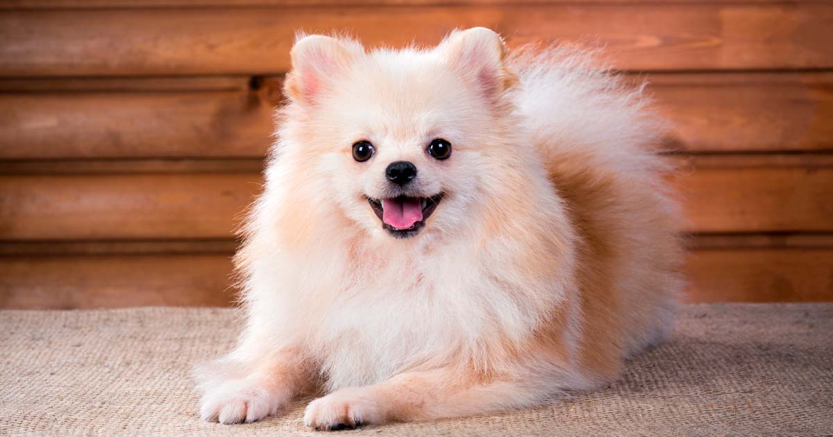 Conociendo mejor a los Pomerania