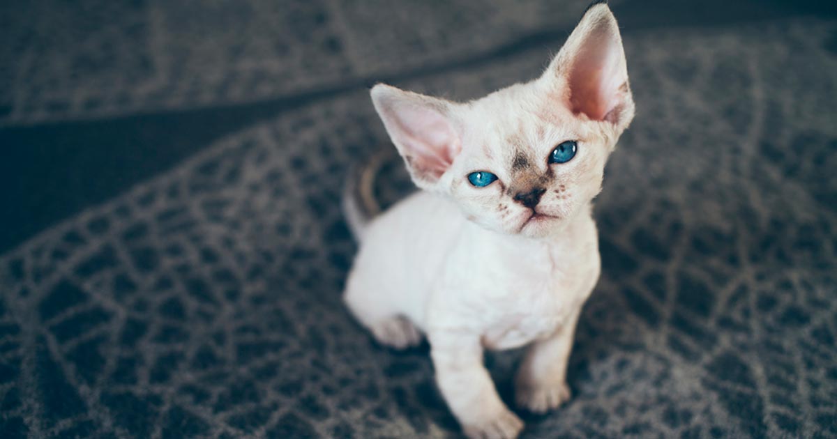Conociendo mejor a los Devon Rex