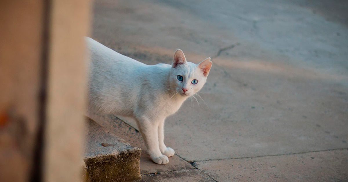 Elche quiere ser «street cat friendly»