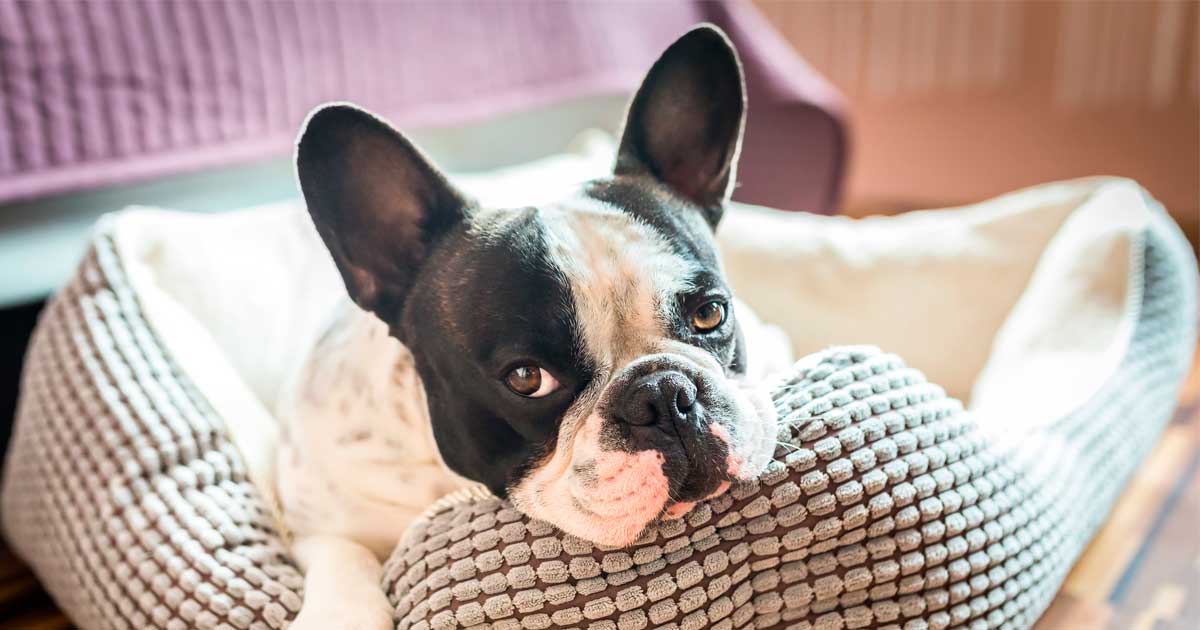 Aumentan las terapias psicológicas para ARISTOPETS
