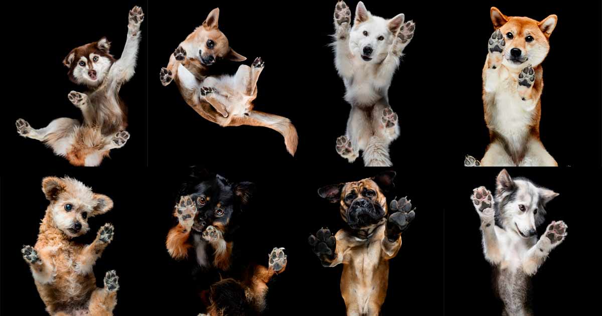 Under-dogs, fotografías de ARISTOPERROS desde abajo