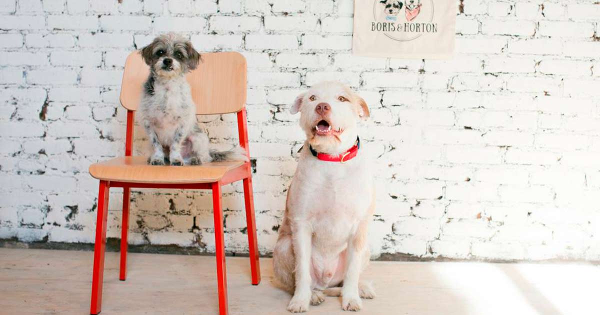 Boris&Horton, una cafetería exclusiva para perros