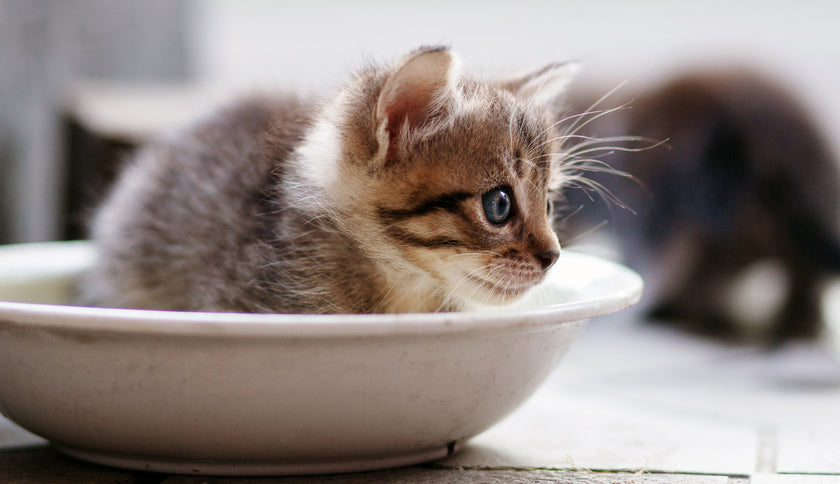 ¿Por qué mi gato tira el agua del bebedero?