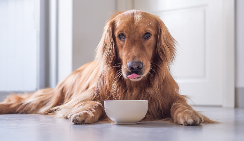 ¿Qué cantidad de comida húmeda le doy a mi perro?