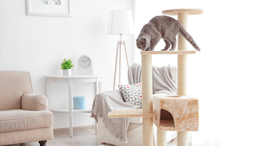 ¿Cómo enseñar a un gato a usar el rascador?