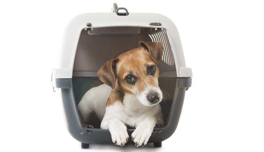 ¿Qué transportín necesita mi perro?