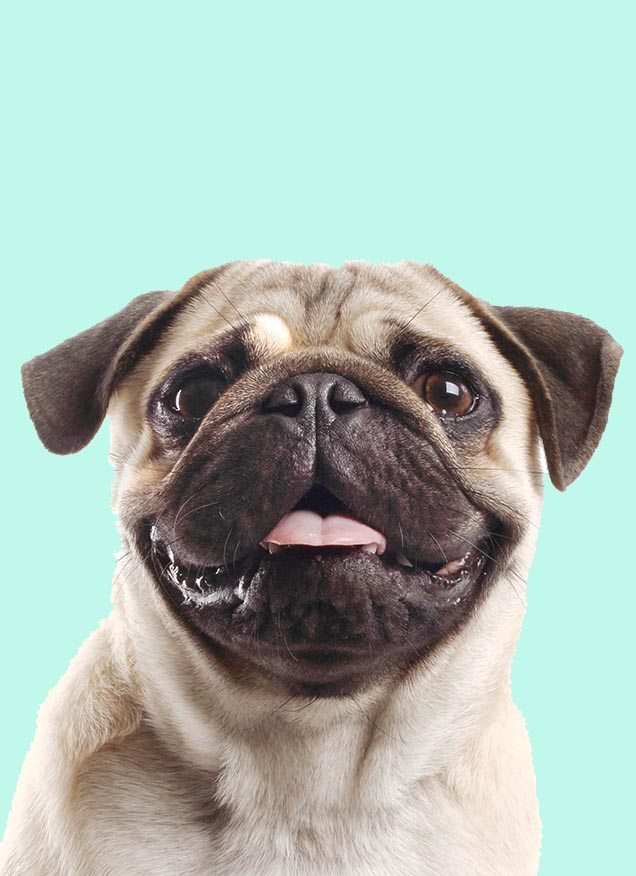 Enamorándonos de los carlinos, PUGS