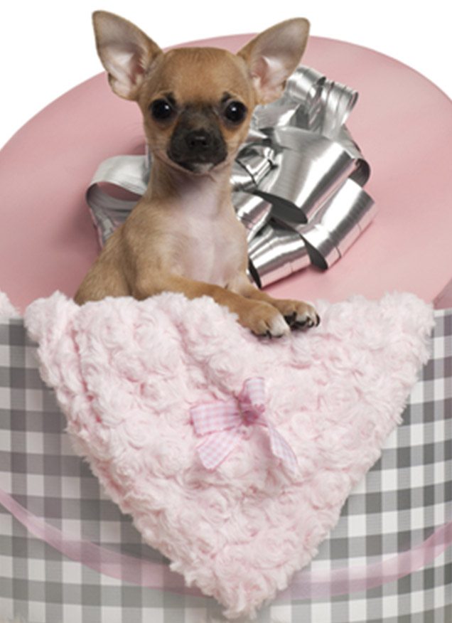 ¿Cuál es el mejor alimento para perros chihuahua?