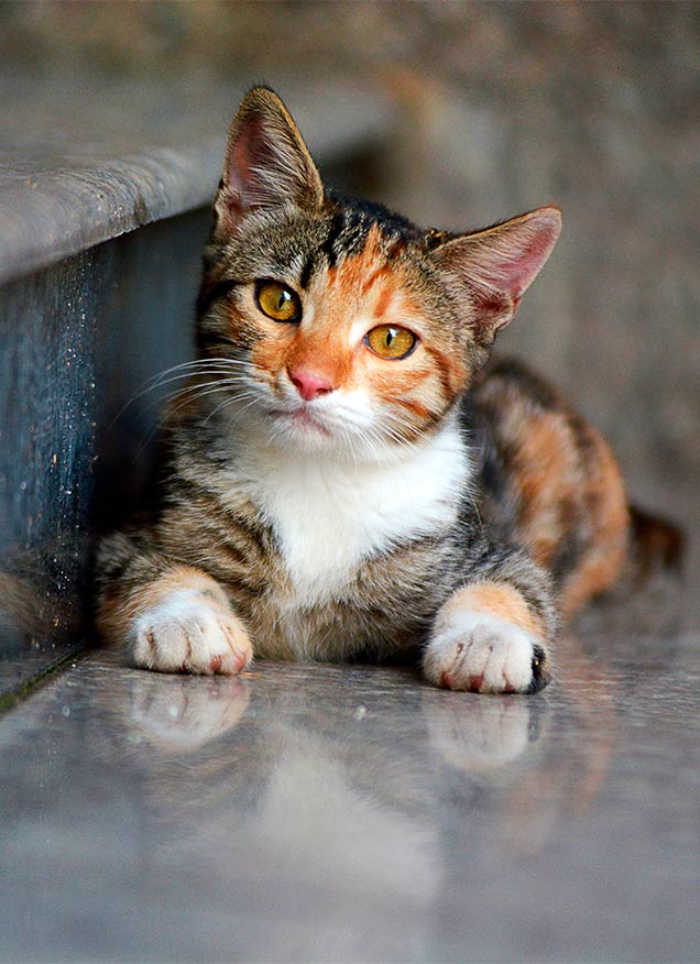 Nuestros ARISTOGATOS descienden de los gatos salvajes africanos