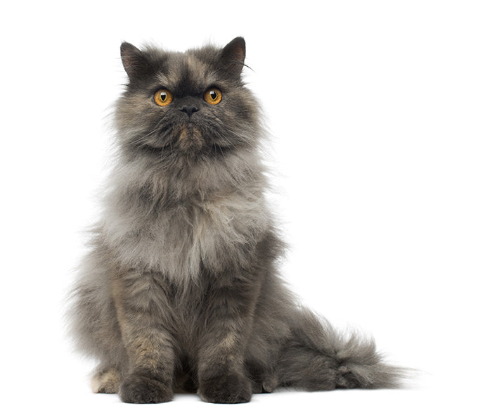 Gato persa gris