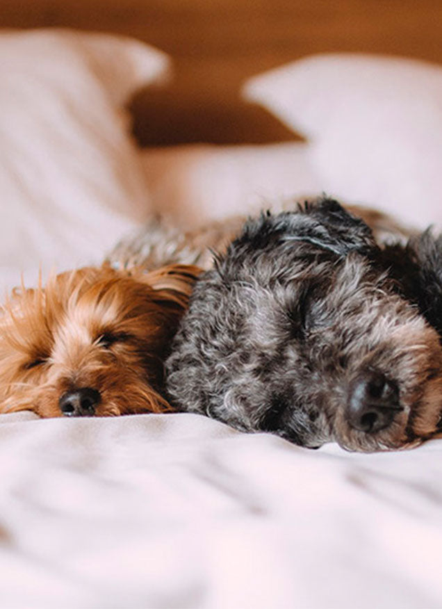 Descubre todos los factores que influyen en el descanso de tu perro