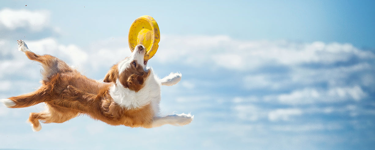 Preparando a tu perro para el verano