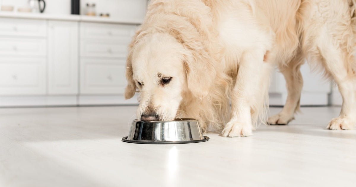 Alimentos recomendados para perros mayores