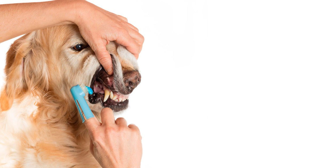 Principales problemas de salud bucal de los perros