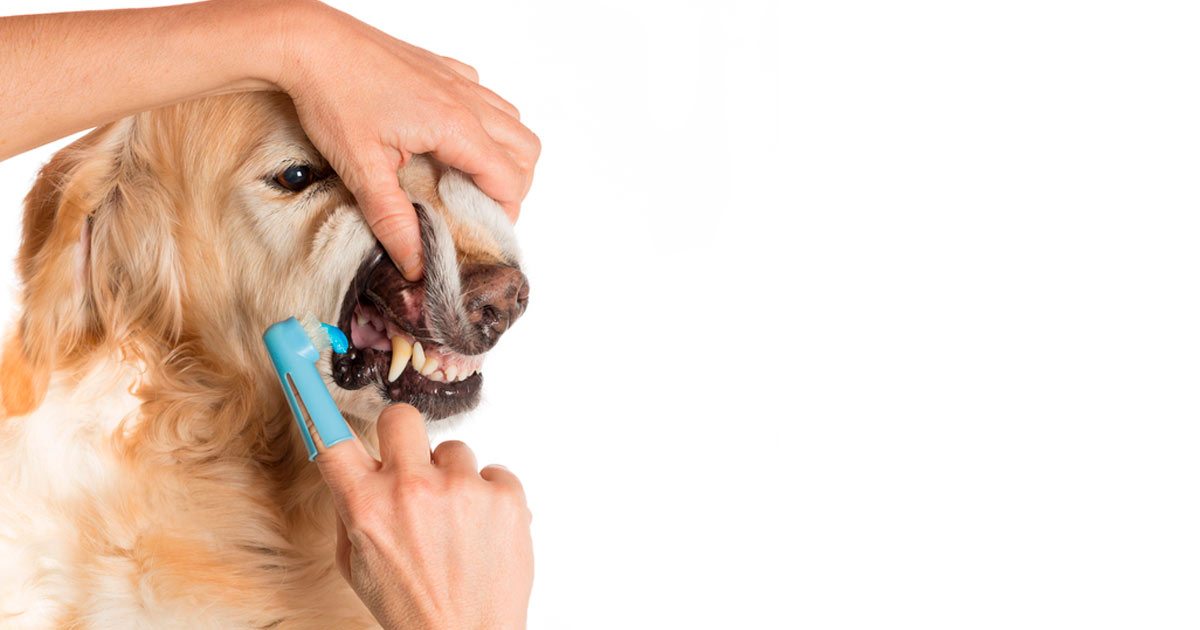 Principales problemas de salud bucal de los perros