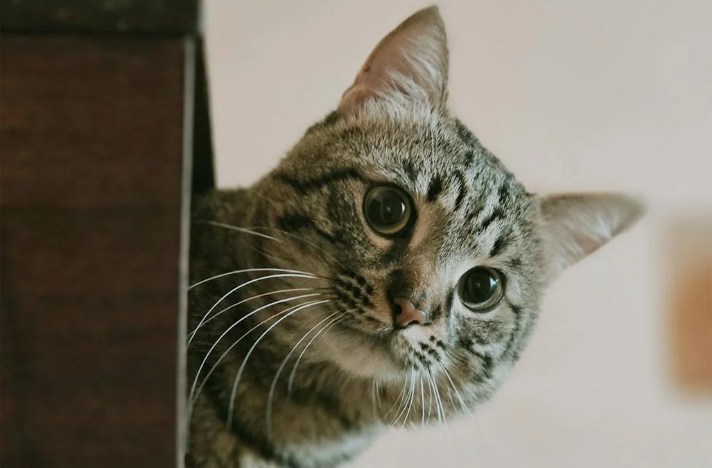 Descubre por qué tu gato necesita su rincón secreto